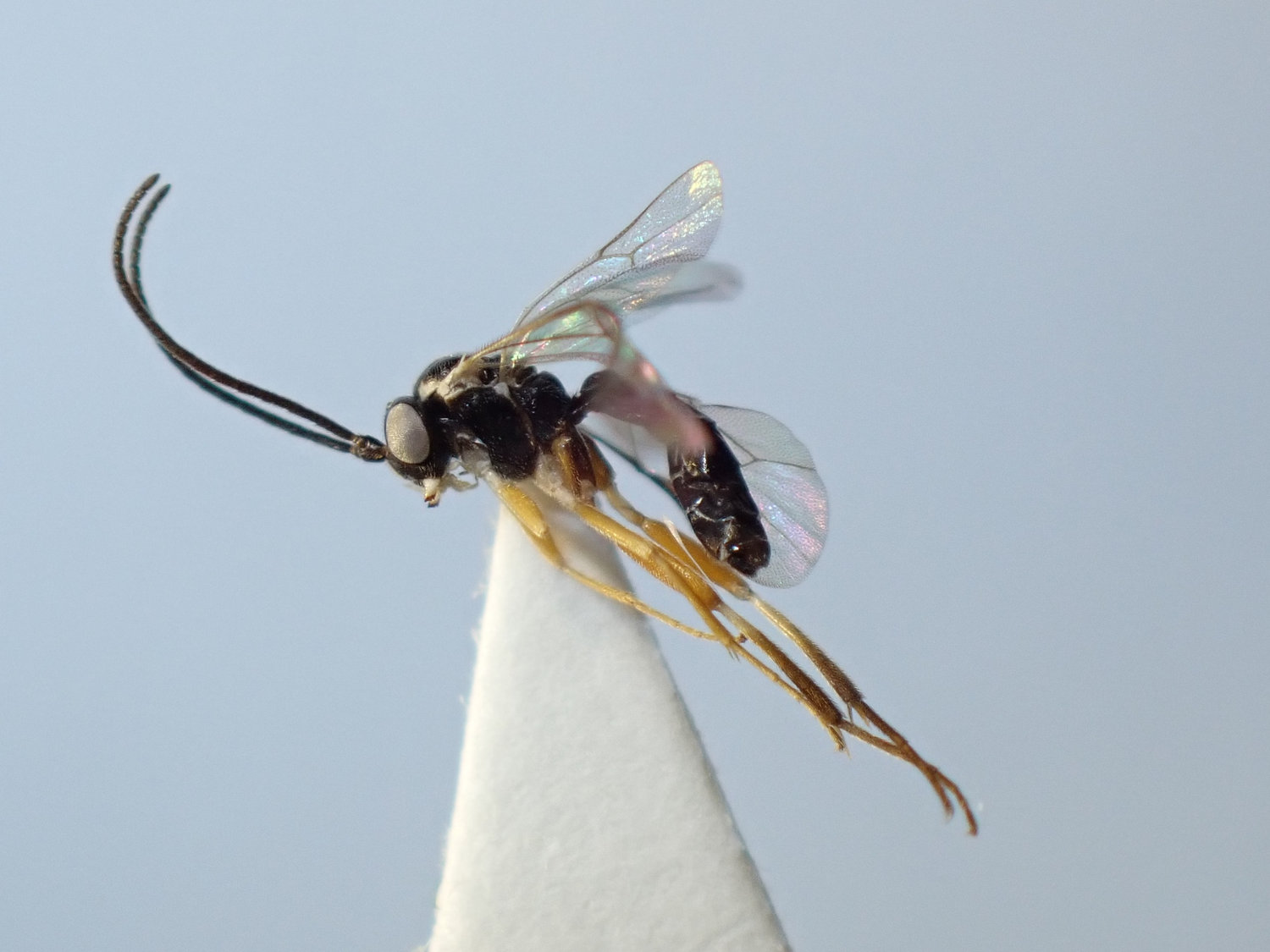 Woldstedtius citropectoralis
