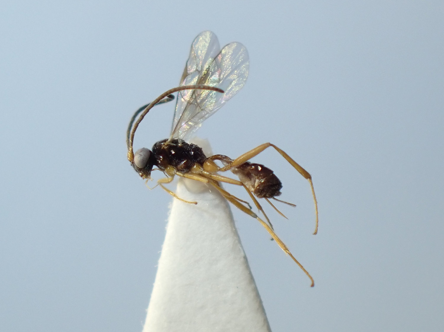 Aclastus solutus