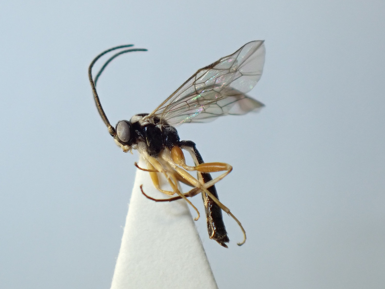 Homotropus sp.