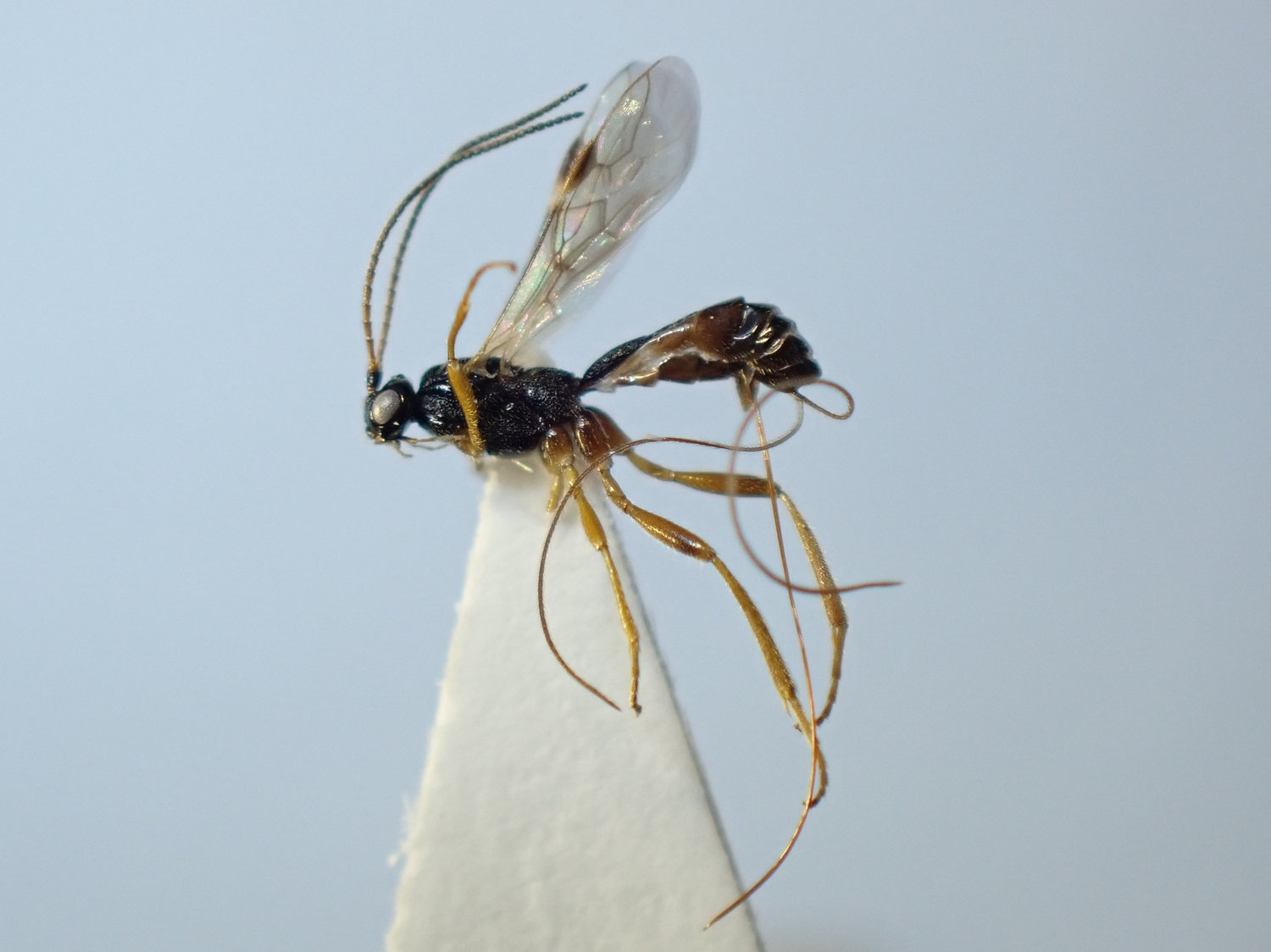 Macrocentrus infirmus
