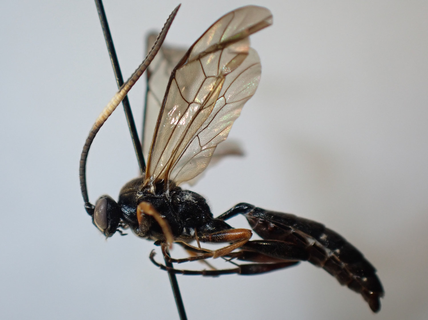 Cratichneumon viator