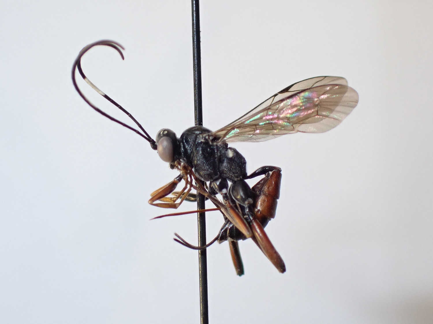 Hoplocryptus murarius