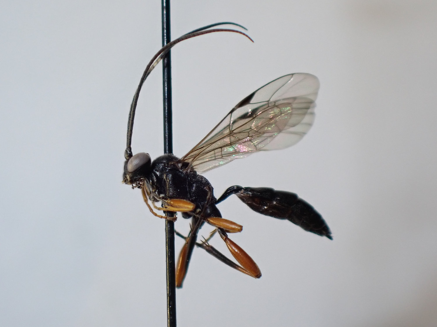 Platylabus sp.