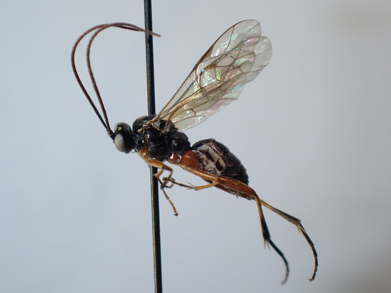 Mesoleius filicornis