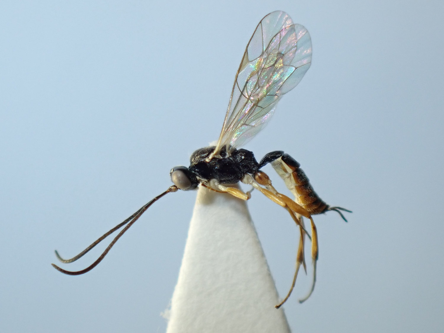 Diaglyptidea conformis