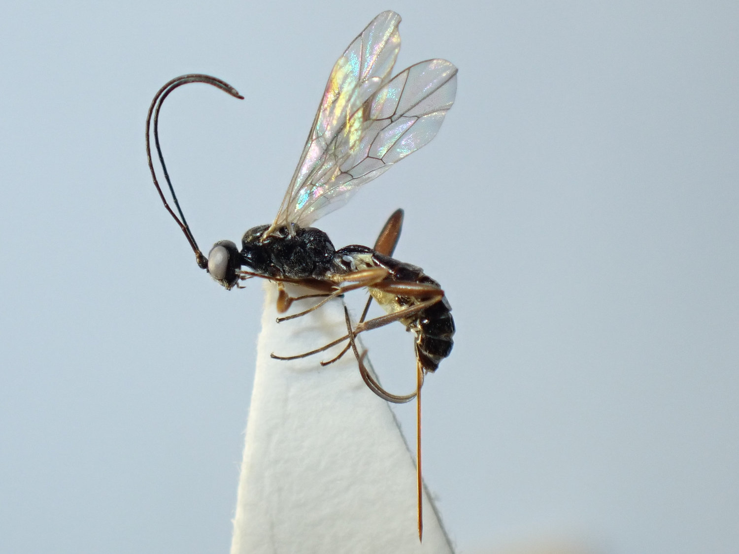 Micromonodon tener