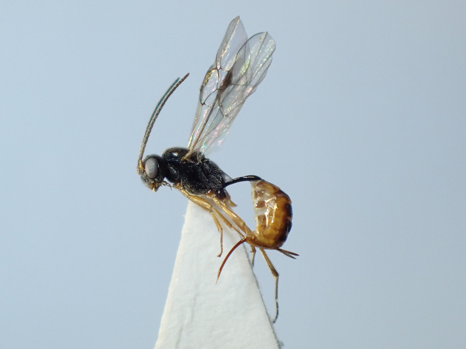 Diaparsis sp.