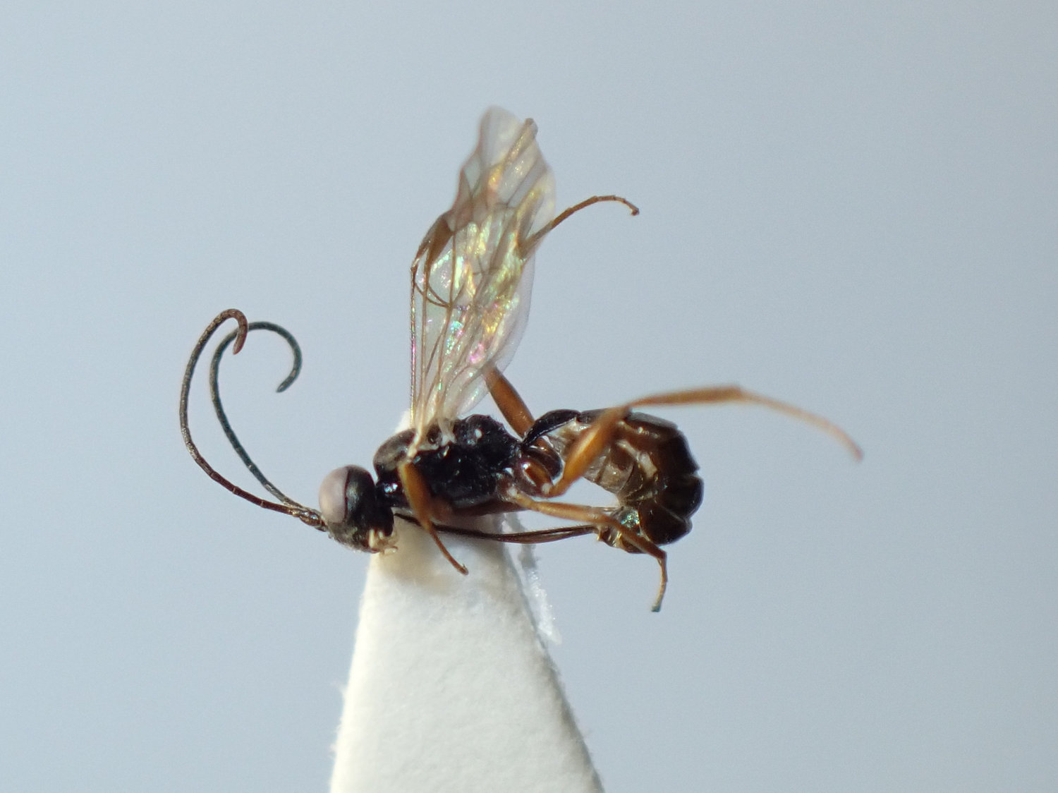 Isadelphus longisetosus