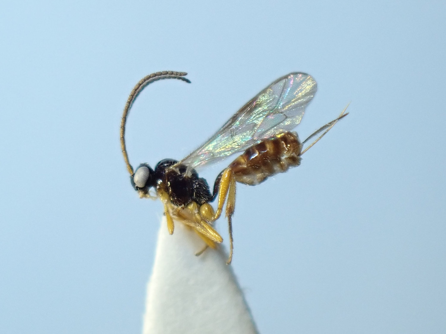 Dialipsis exilis