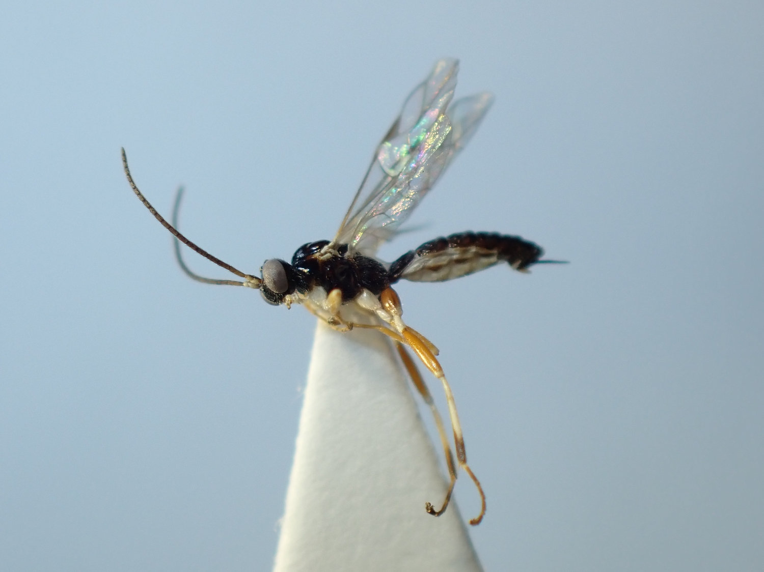 Zatypota percontatoria