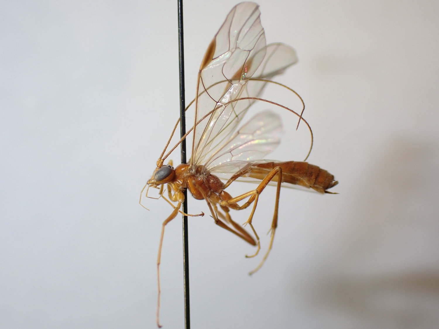 Absyrtus sp.