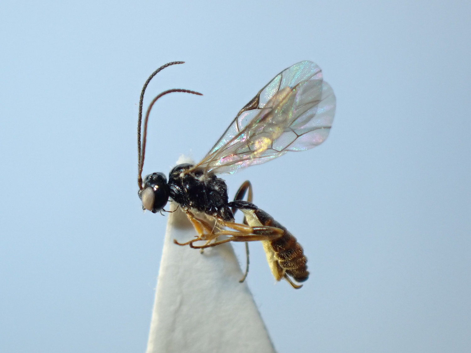 Grypocentrus sp.