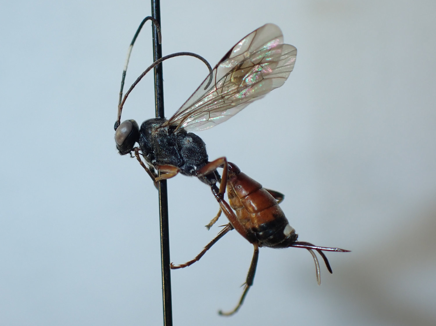 Agrothereutes sp.