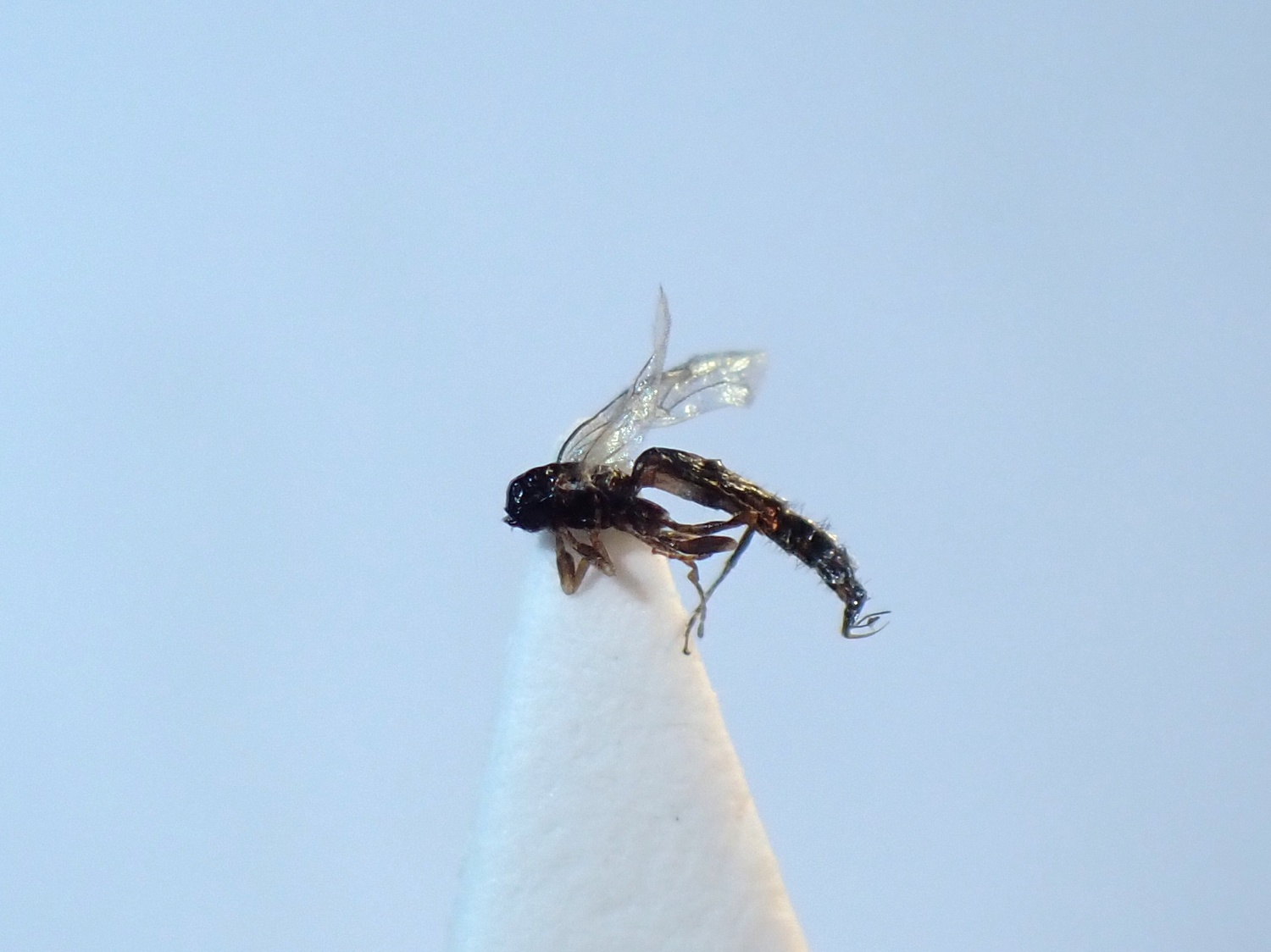 Neurateles papyraceus