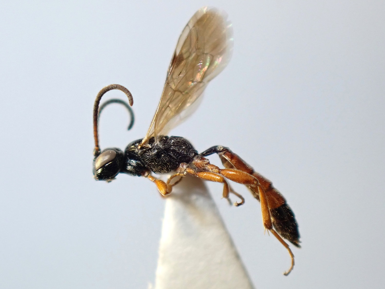 Tycherus sp.