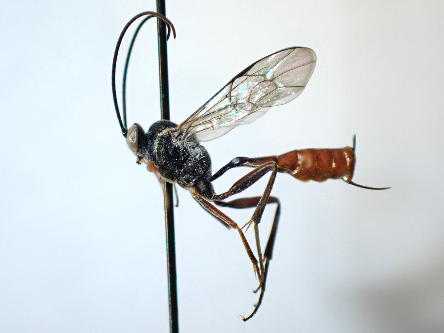 Eriborus obscuripes