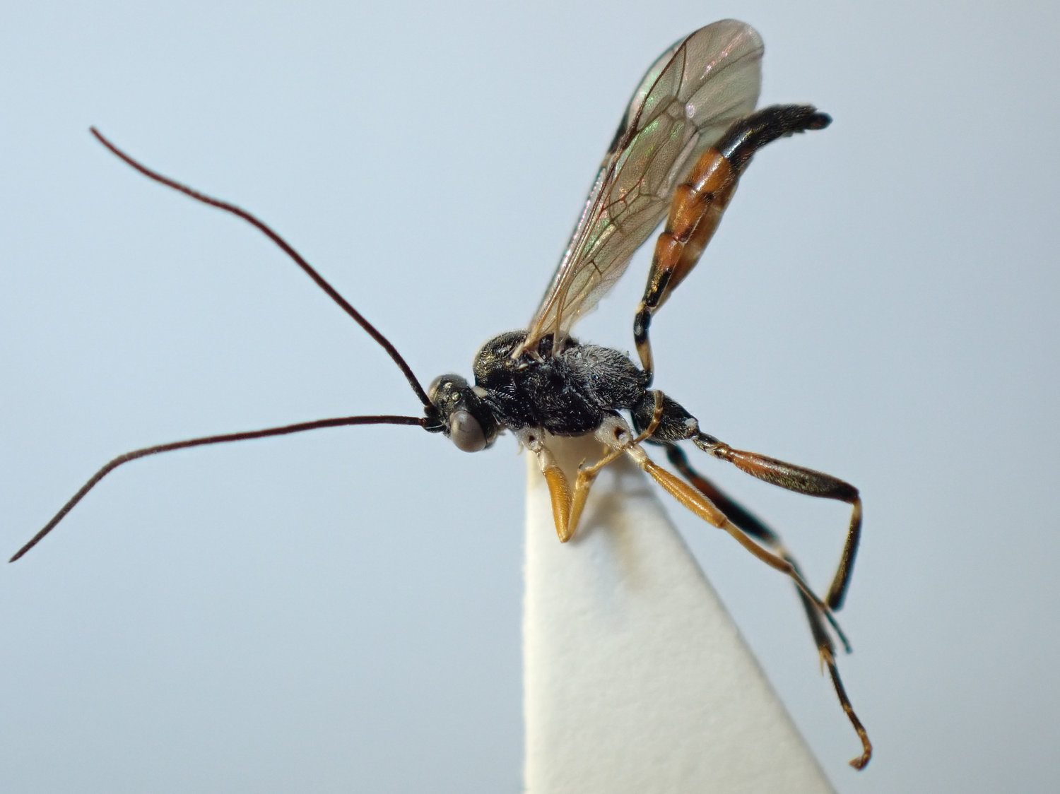 Agrothereutes abbreviatus