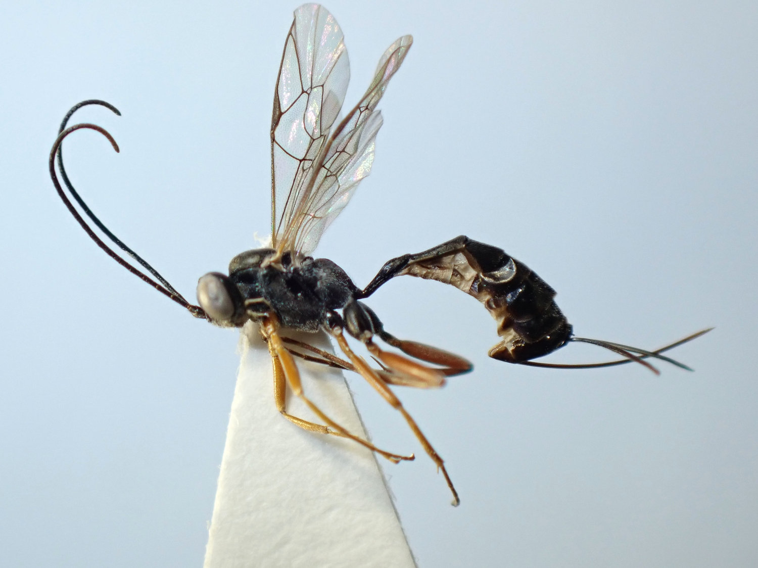 Nemeritis sp.