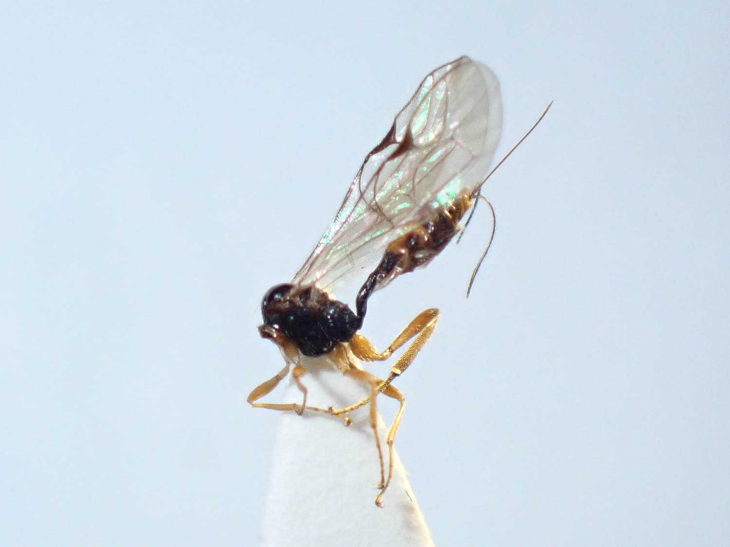 Proclitus sp.
