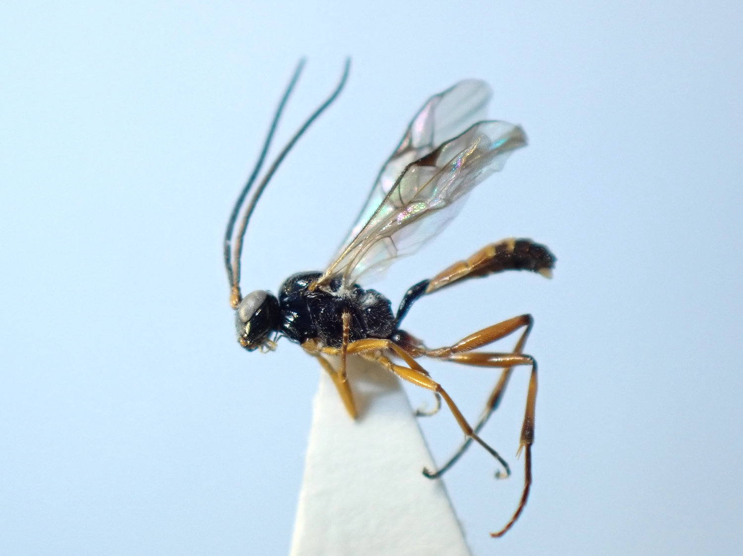 Phygadeuon melanopygus