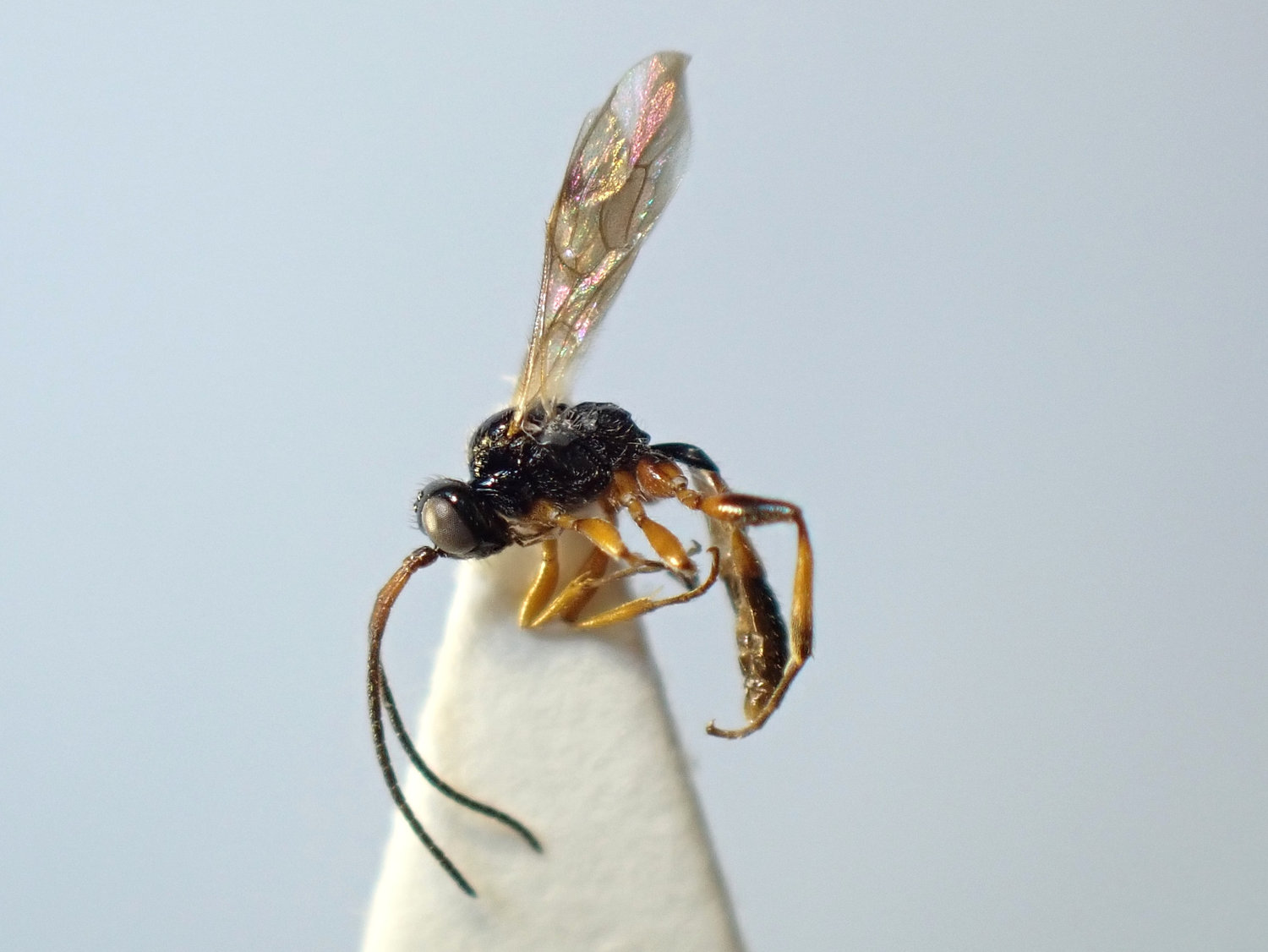 Theroscopus pedestris