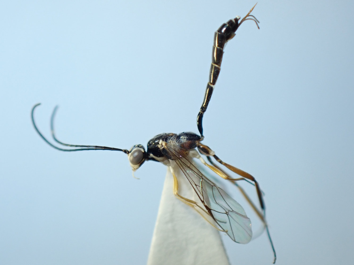 Nematopodius debilis