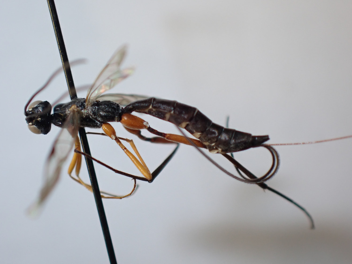 Podoschistus scutellaris