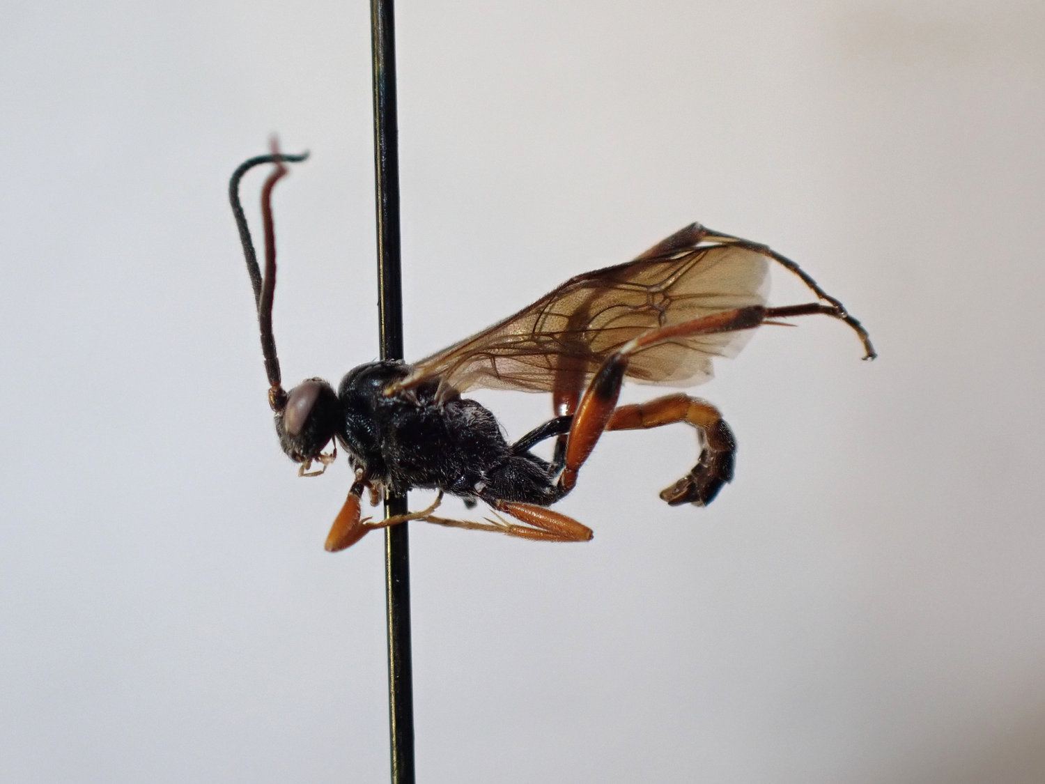 Pleolophus basizonus