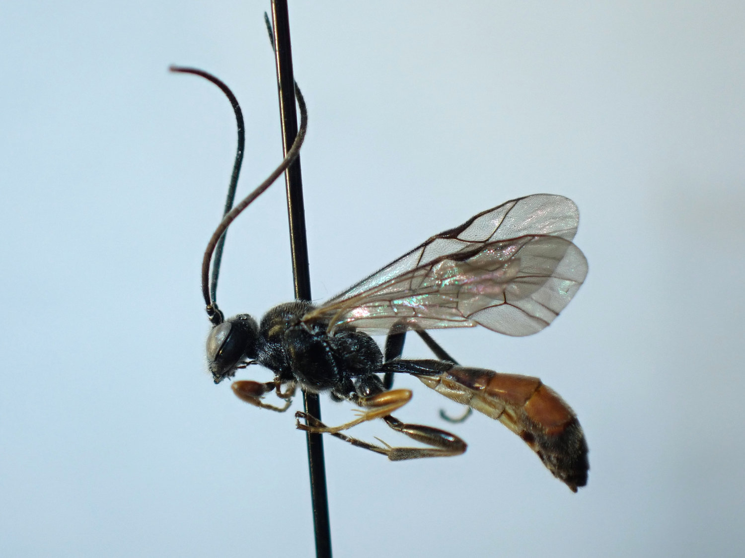 Rhorus longicornis