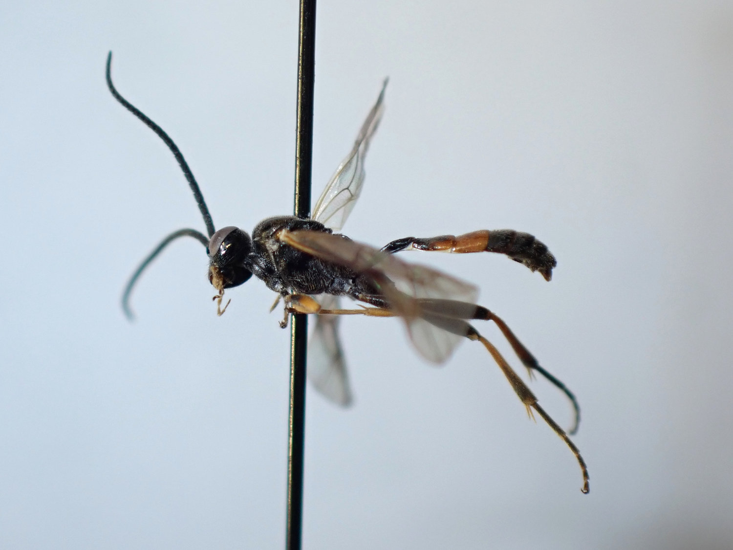 Aptesis femoralis