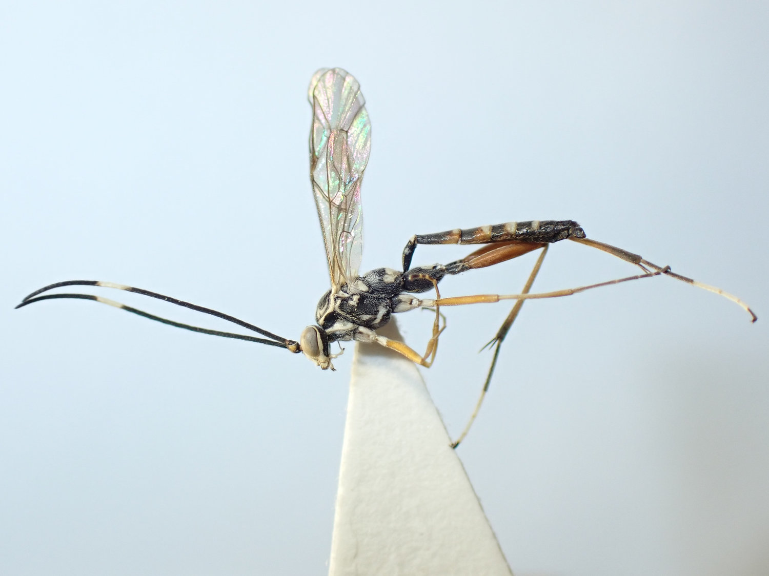 Ischnus inquisitorius