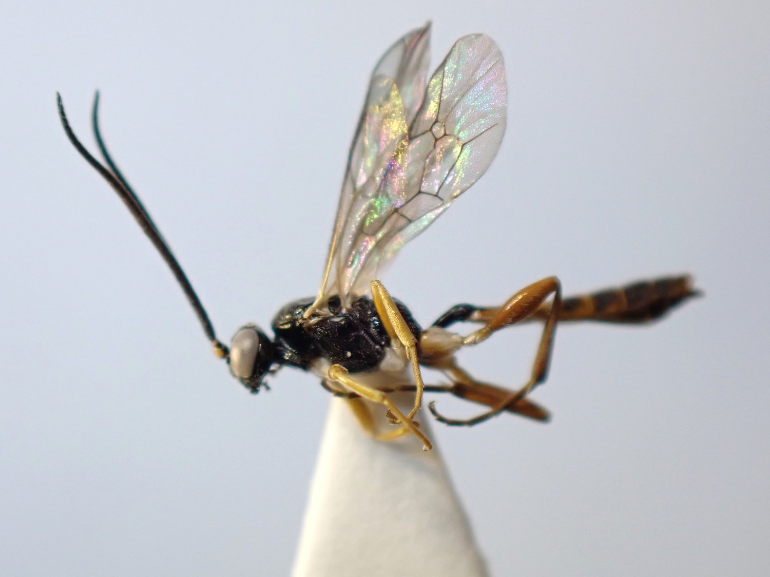 Misetus oculatus