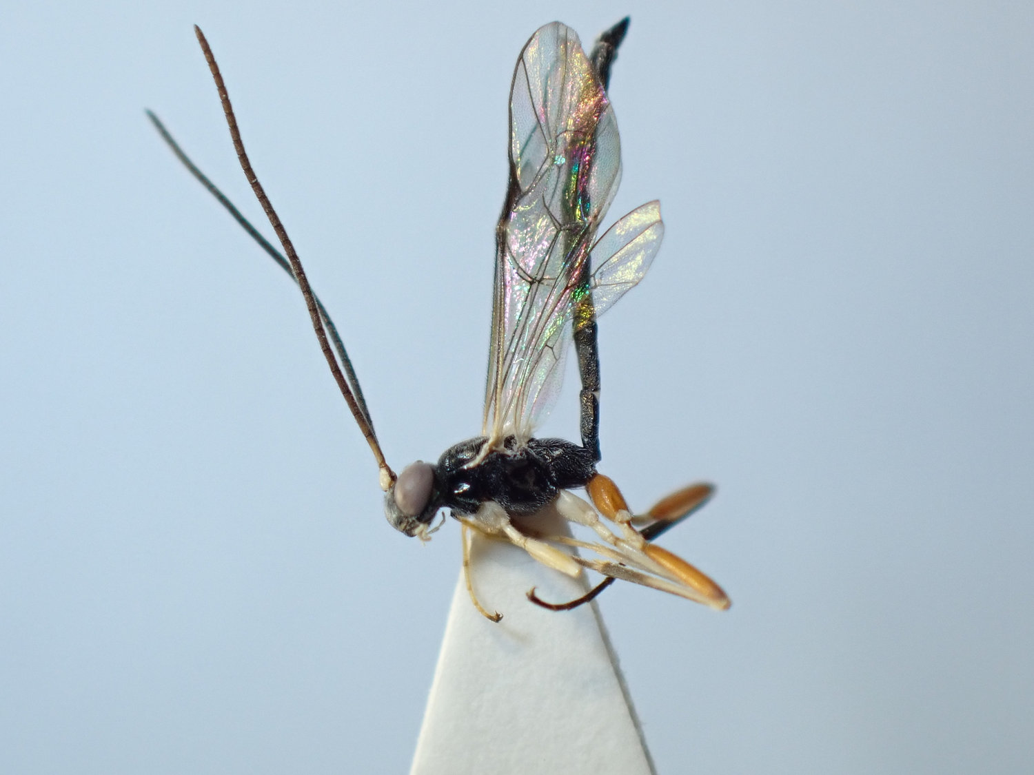 Liotryphon punctulatus