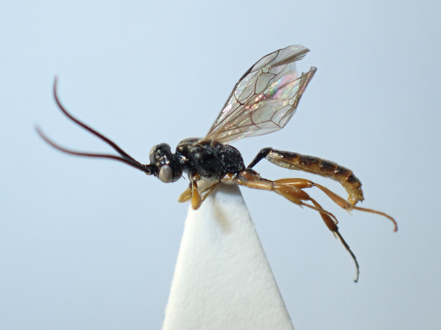 Dicaelotus sp.