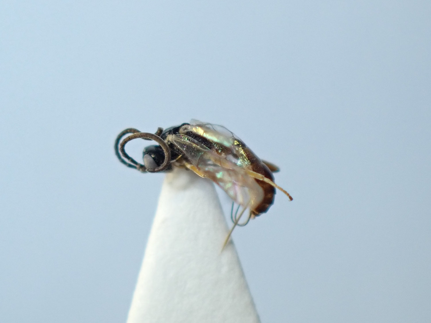 Charitopes sp.