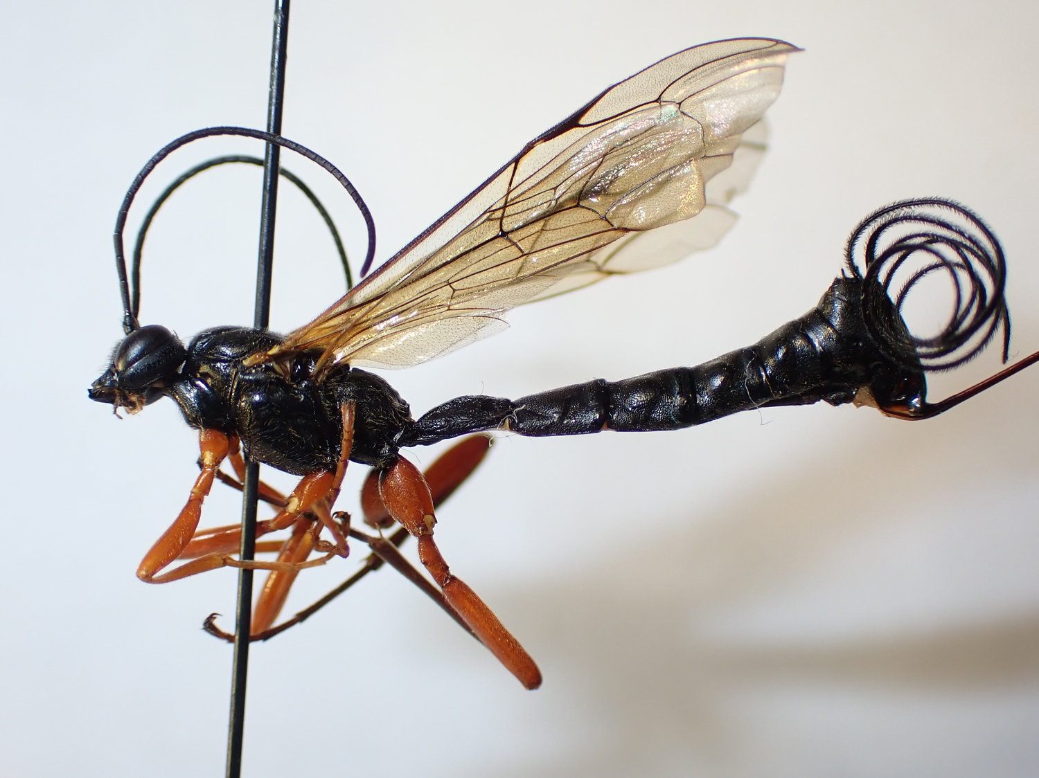 Dolichomitus tuberculatus