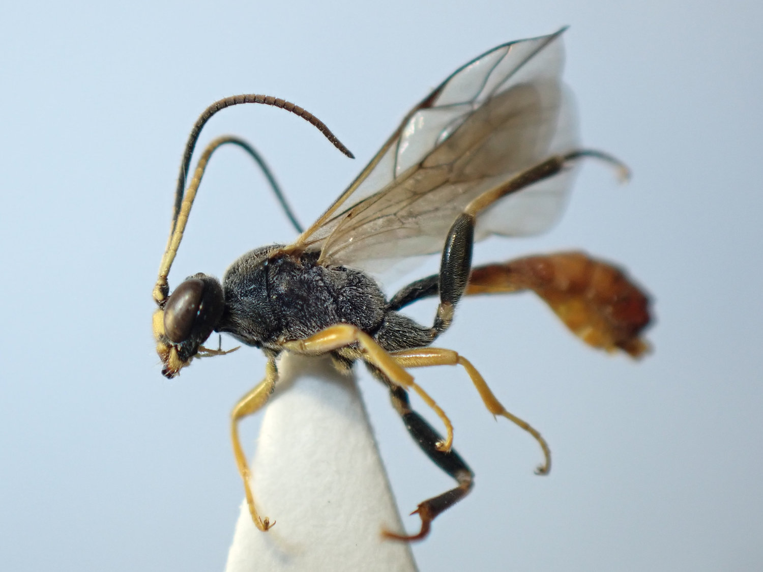 Tryphon rutilator