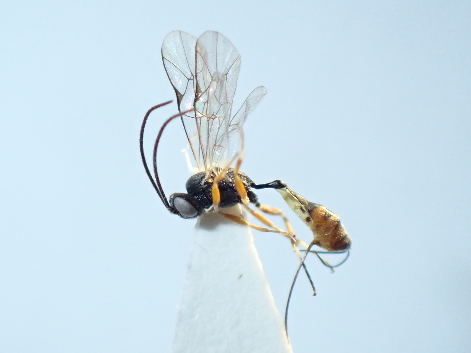 Campoplex rothii