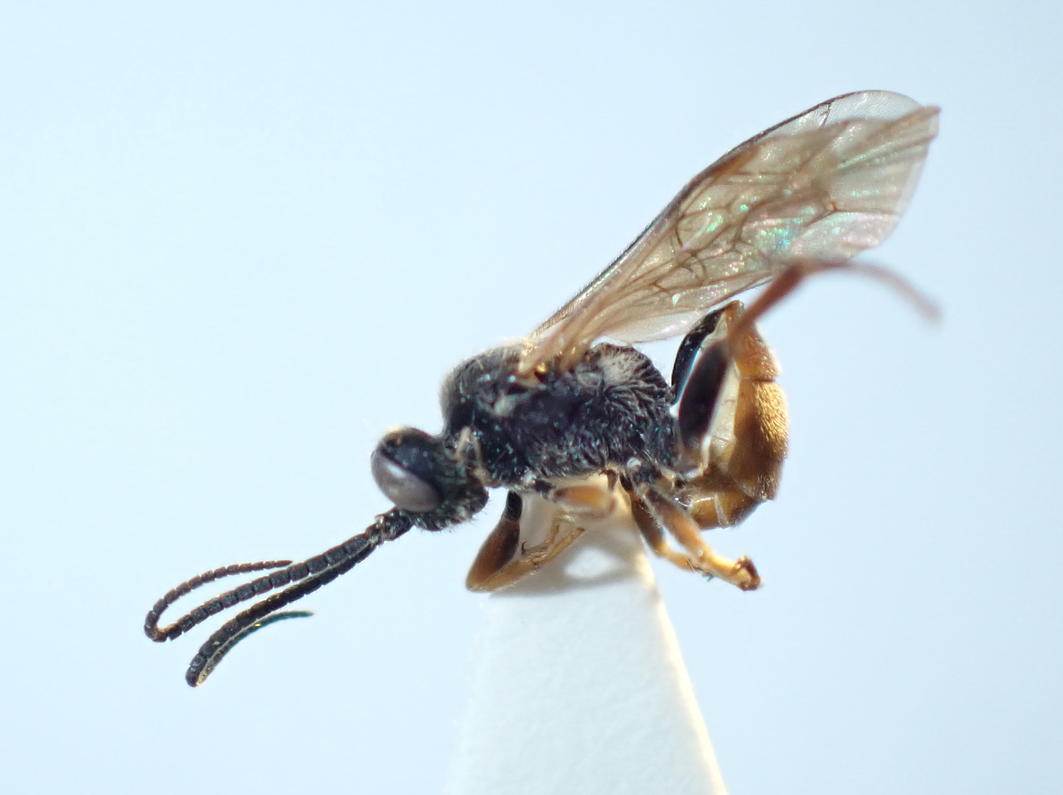 Glyphicnemis profligator