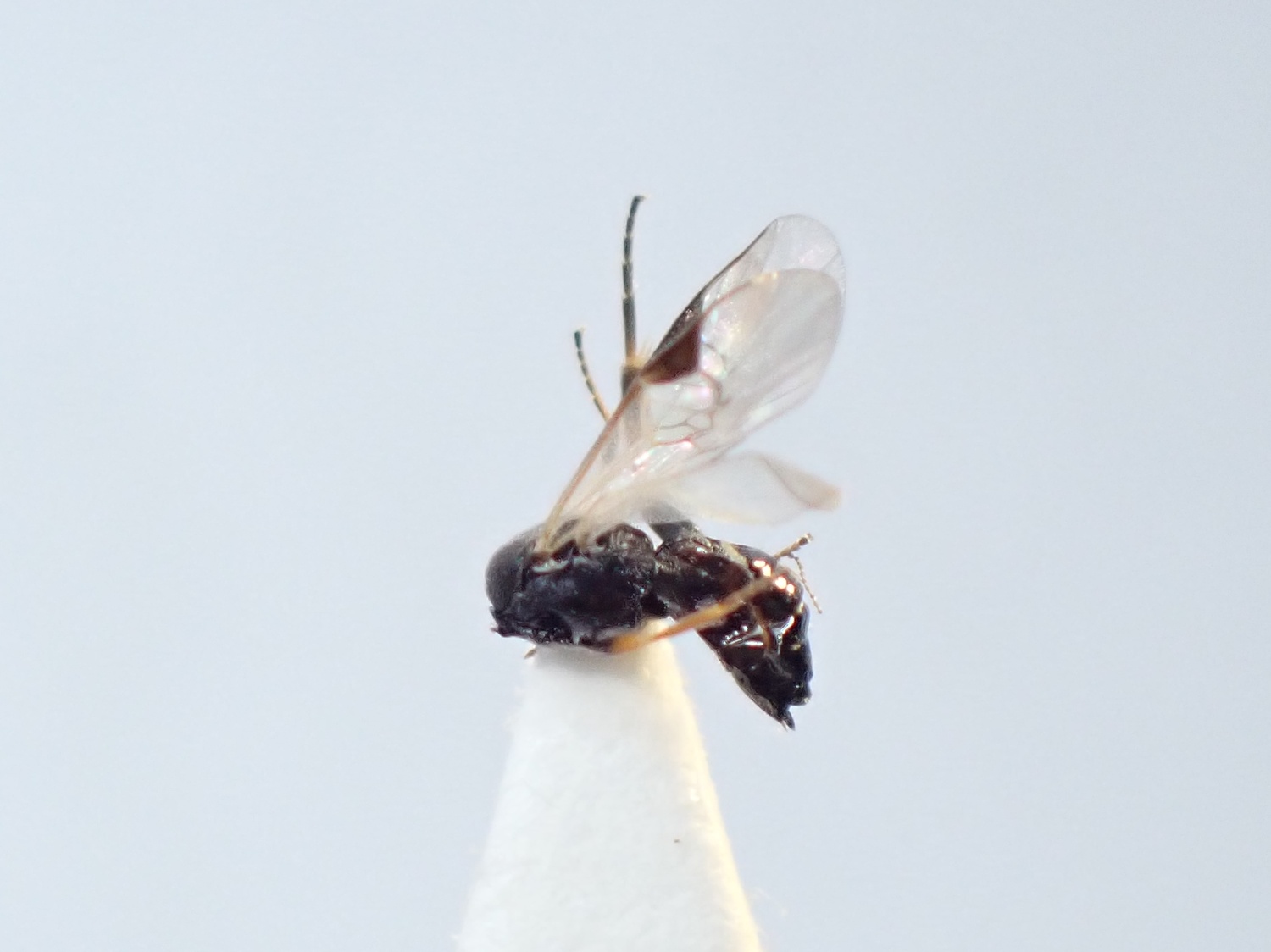 Cotesia sp.
