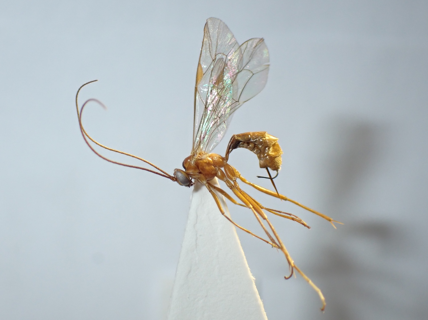Netelia tarsata
