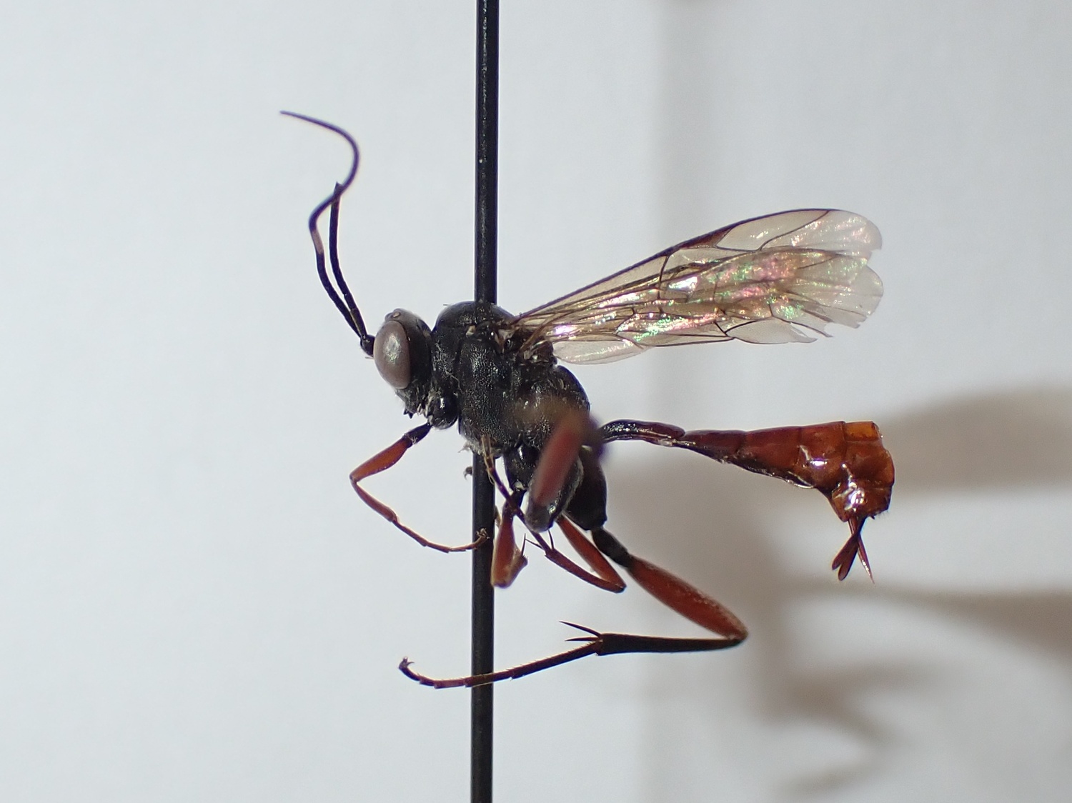 Exetastes adpressorius