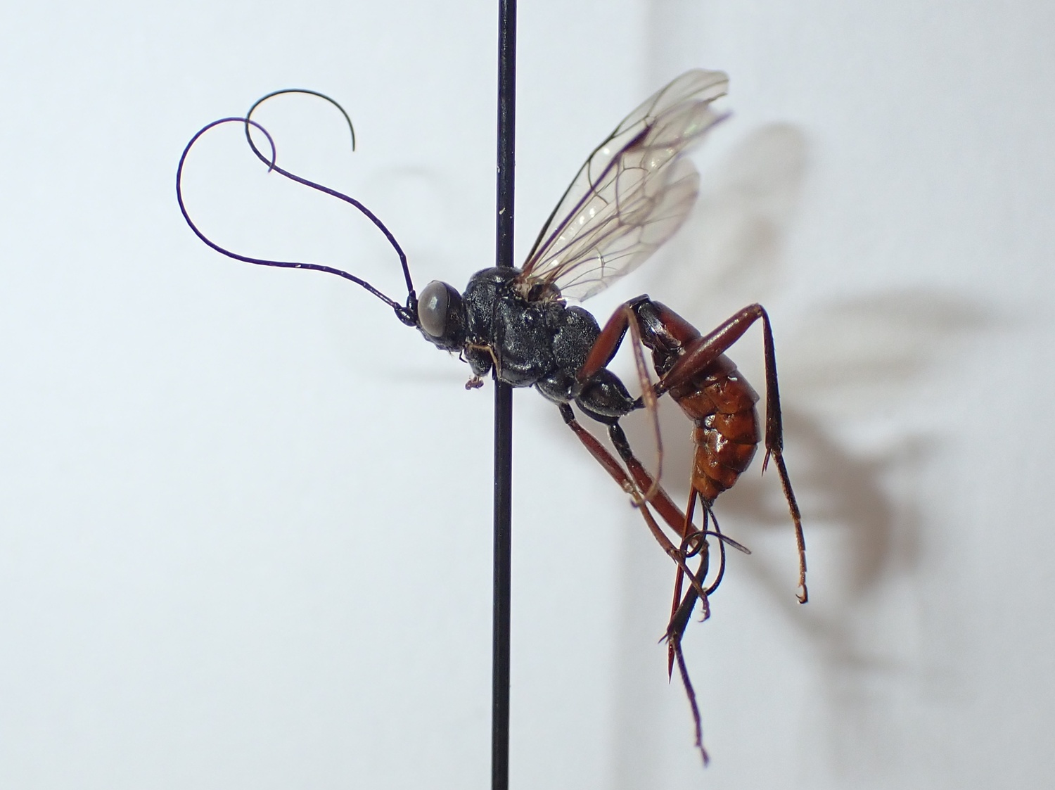 Cryptus armator