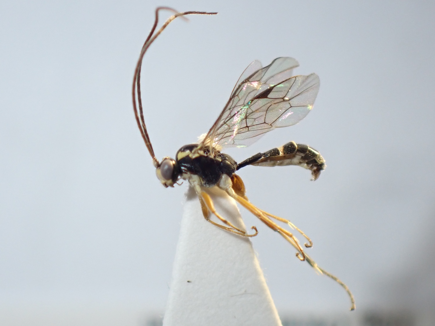 Mesoleius pyriformis