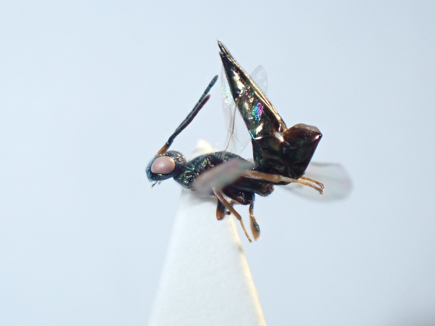 Trigonoderus princeps