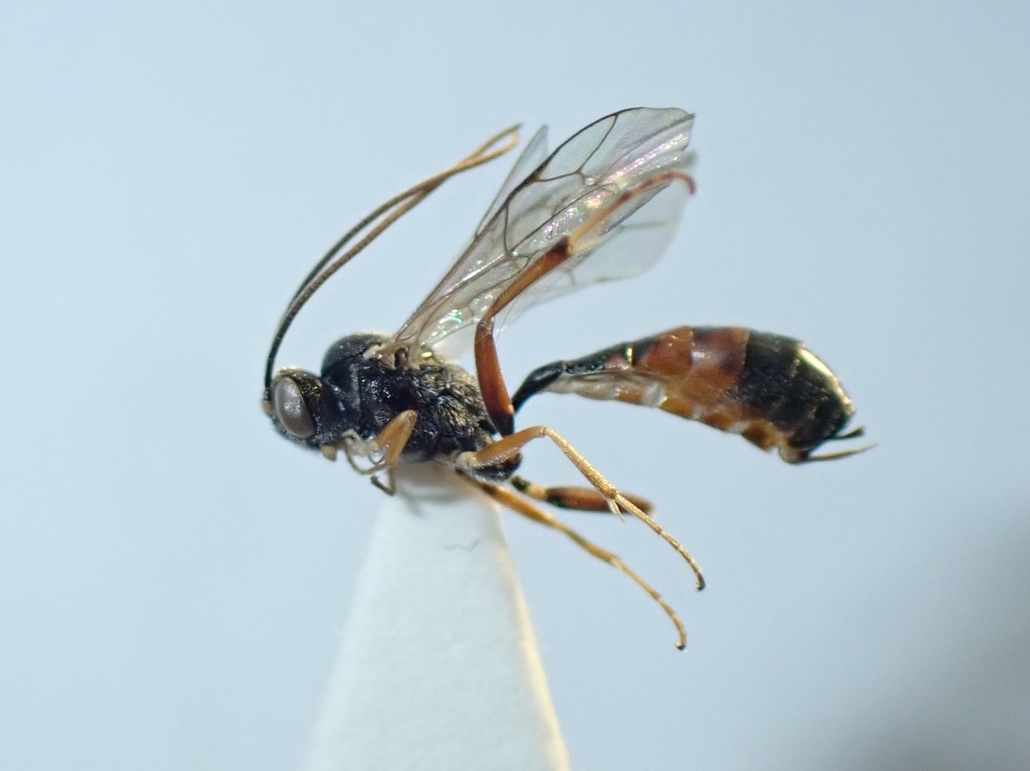 Olesicampe sp.