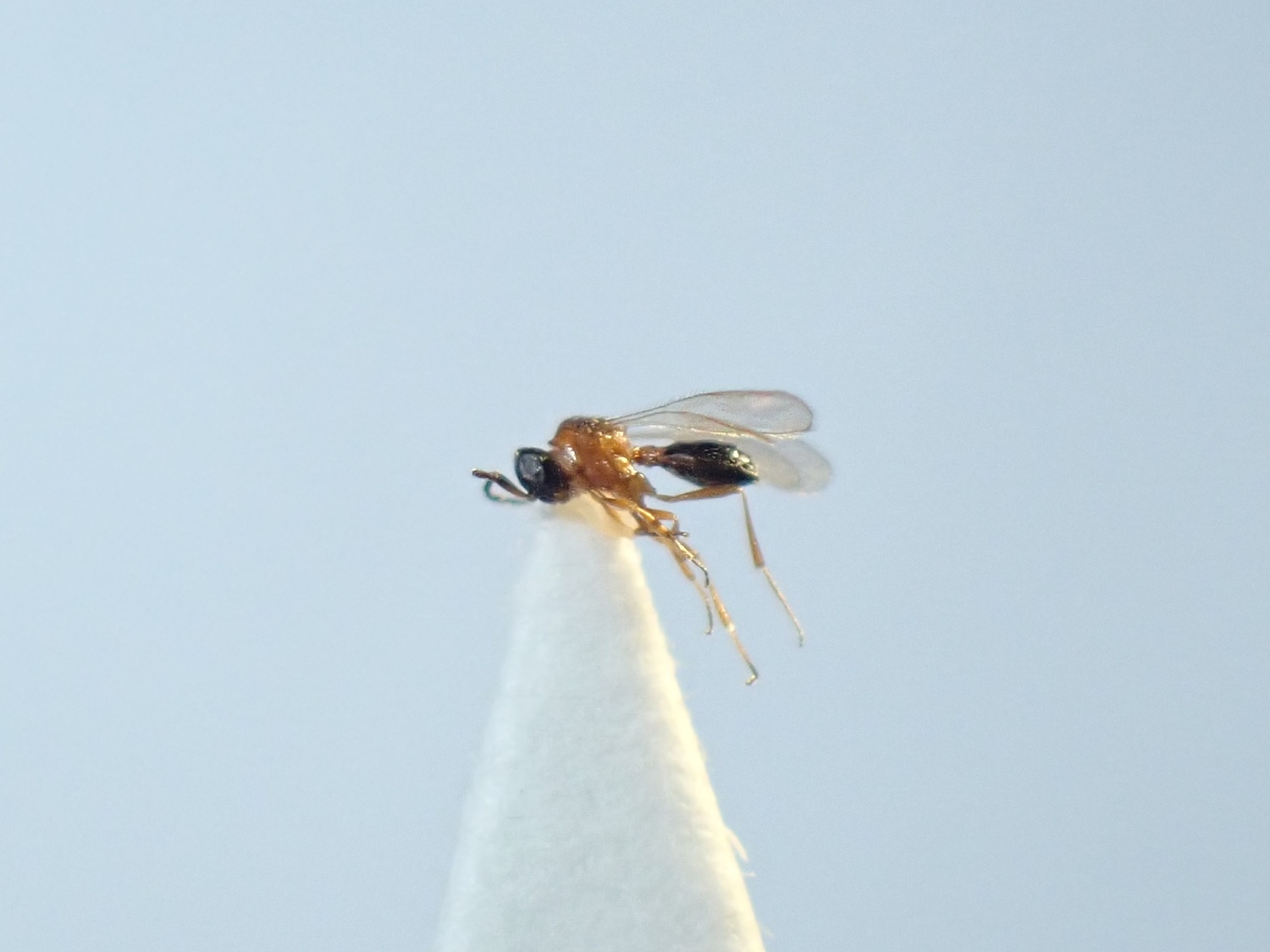 Teleasinae