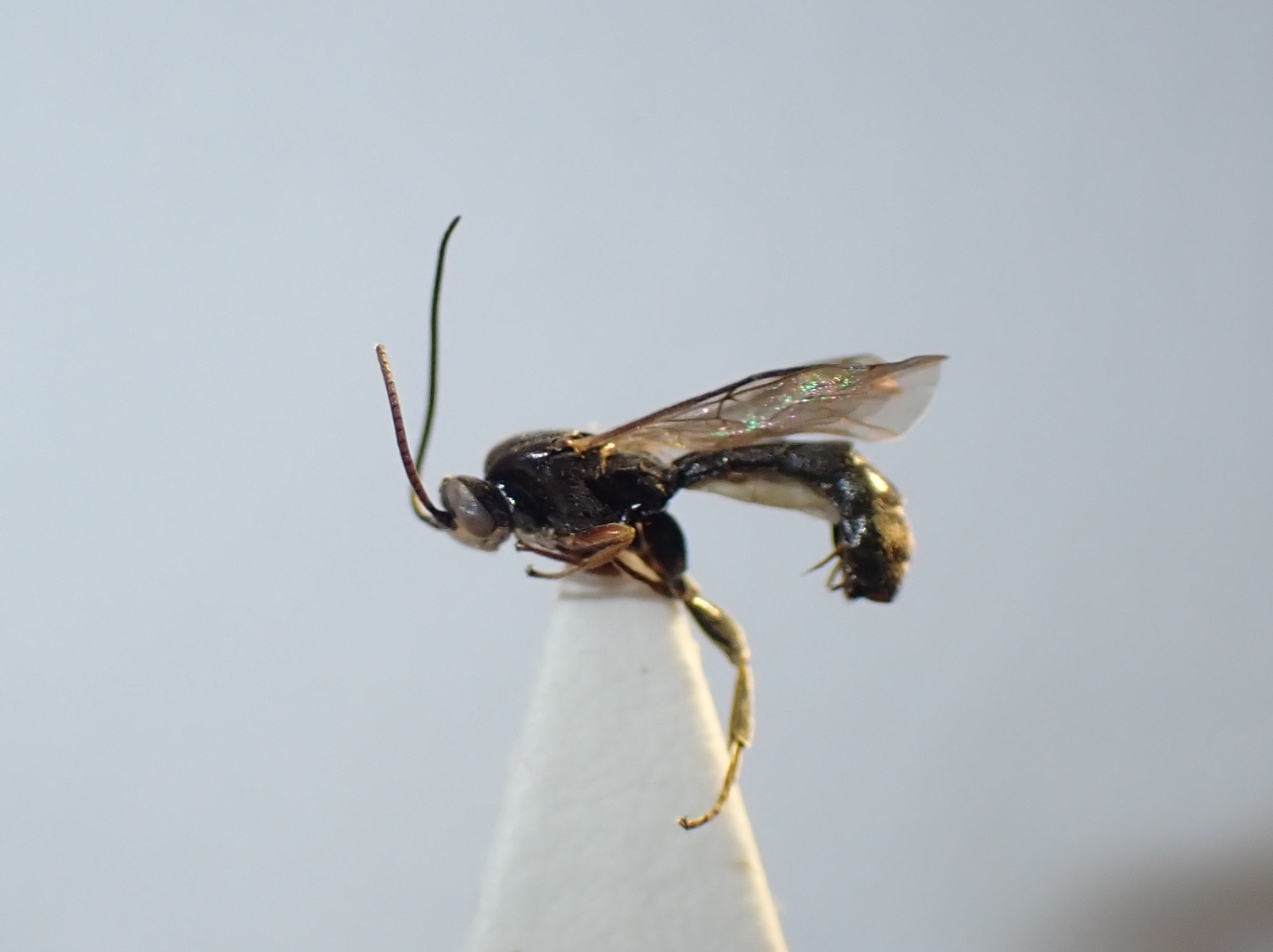 Trieces sp.
