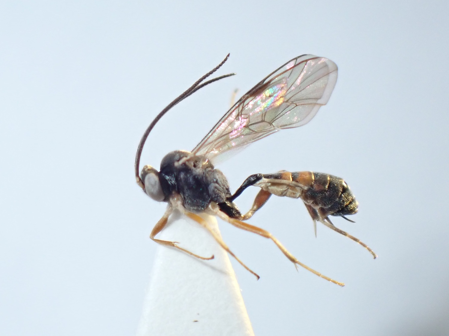 Phobocampe sp.