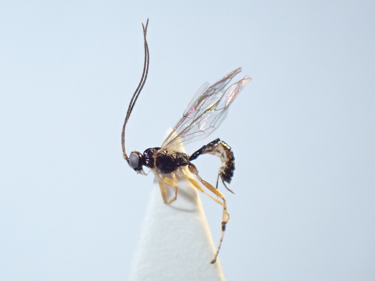 Acrodactyla sp.